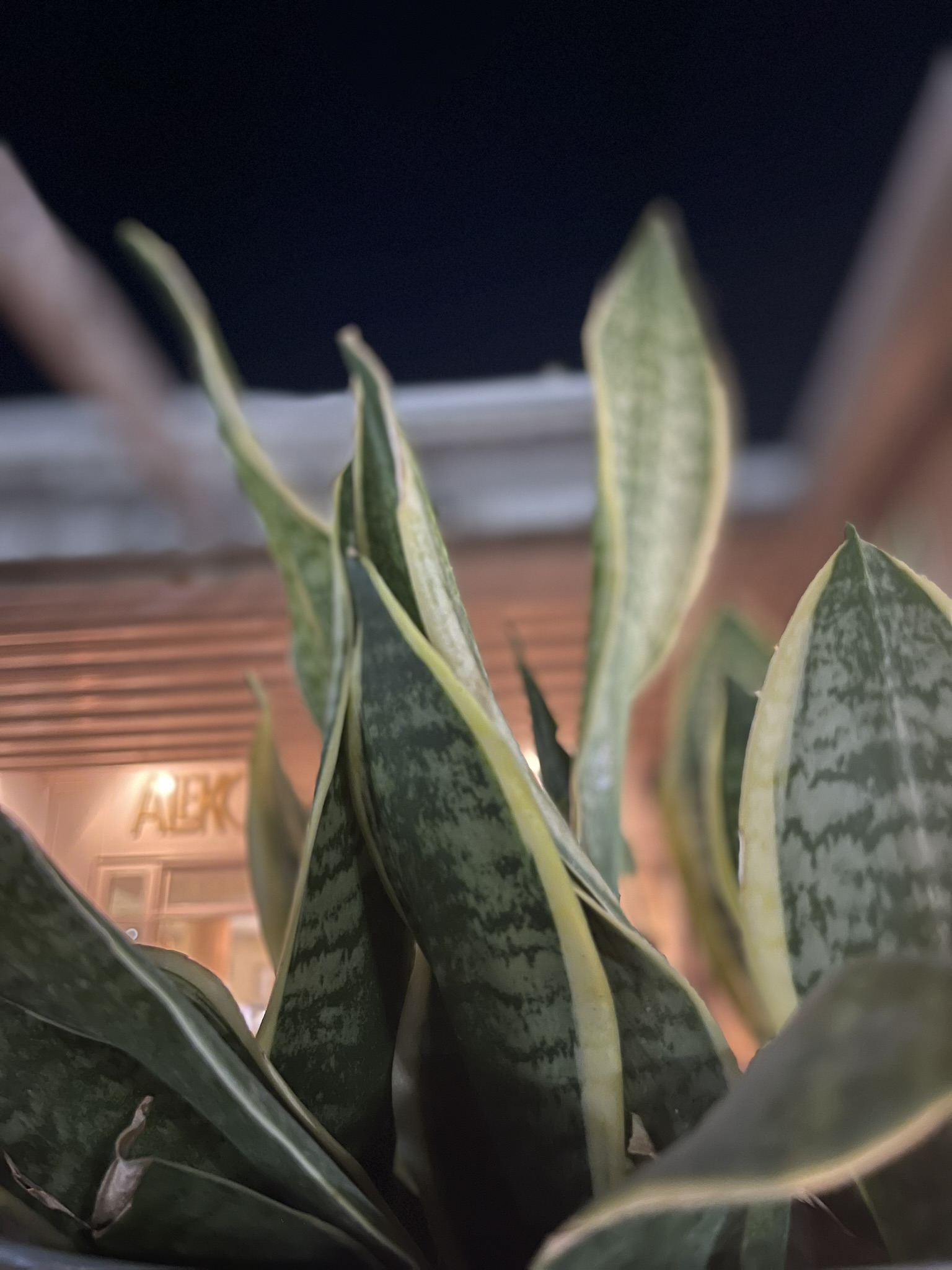 Snake plant at dusk
